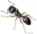 fourmi-noire